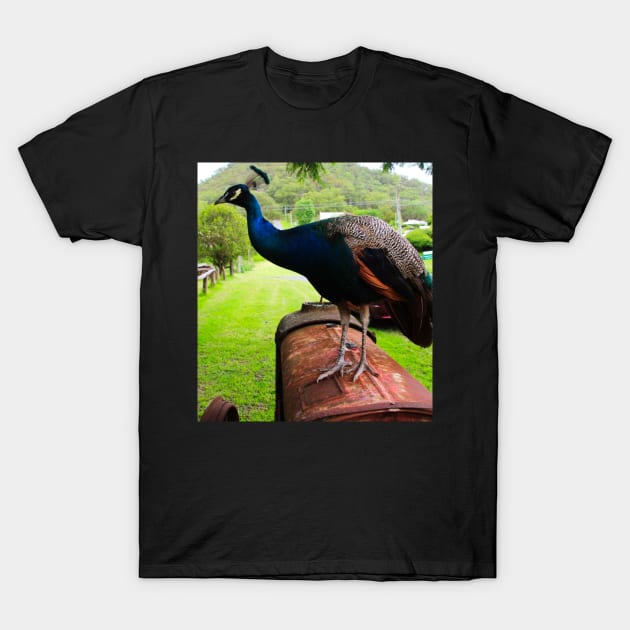 Peacock on a Tractor T-Shirt by Mickangelhere1